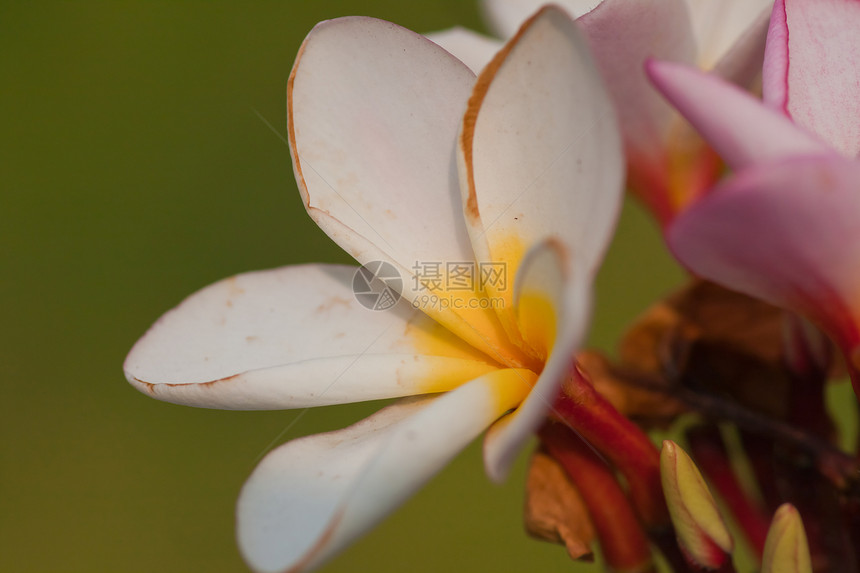 热带花朵的支部管道花瓣卡片鸡蛋花美丽茉莉花植物温泉香味绿色植物图片