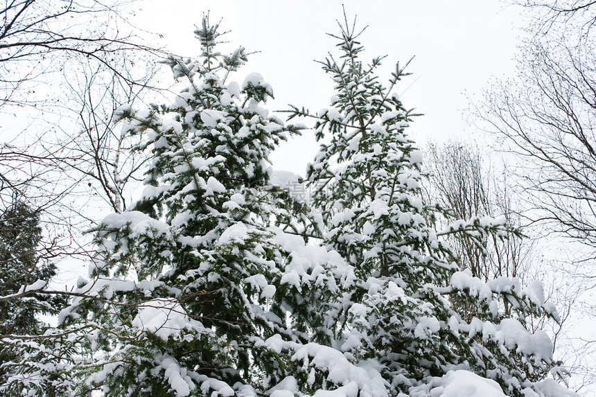 下雪覆盖的隐藏树丛图片