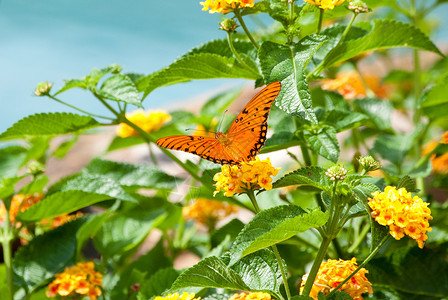 万磁王兰塔纳岛的万王蝴蝶背景