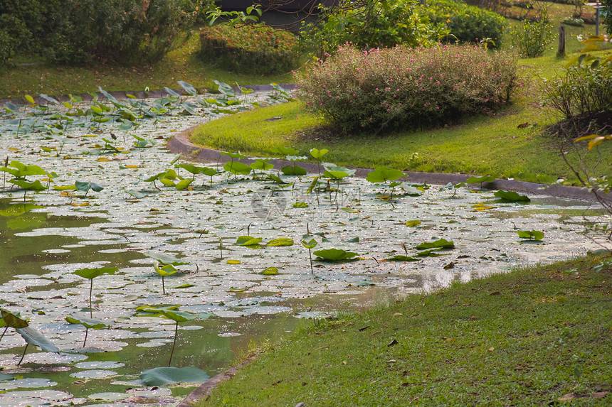 莲花植物群百合冥想情调团体荒野花瓣植物异国美丽图片