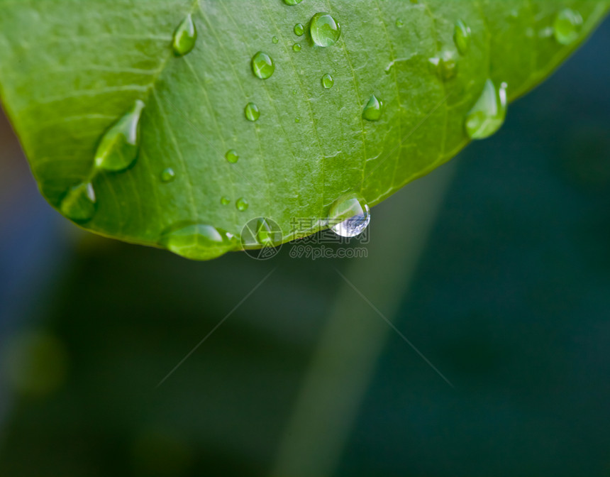 水滴数花萼灌木池塘叶子异国花瓣风化植物植物学软垫图片