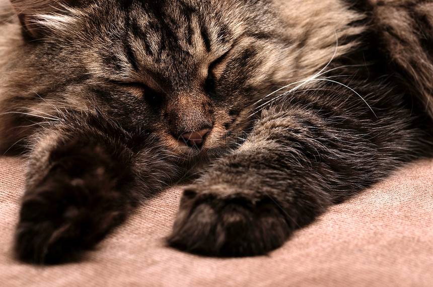 睡猫耳朵晶须动物猫科动物毛皮说谎宠物虎斑小猫哺乳动物图片