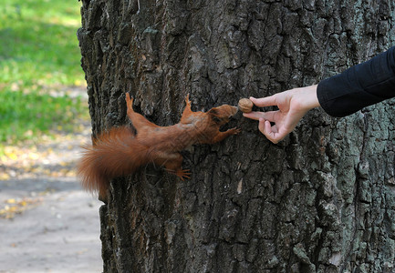 松鼠在树上吃松鼠 而食不果腹野生动物坚果树木乐趣森林耳朵公园尾巴眼睛爪子背景