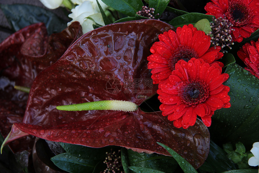红色Gerberas花瓣植物群花朵植物学作品花束绿色植物花店水滴图片