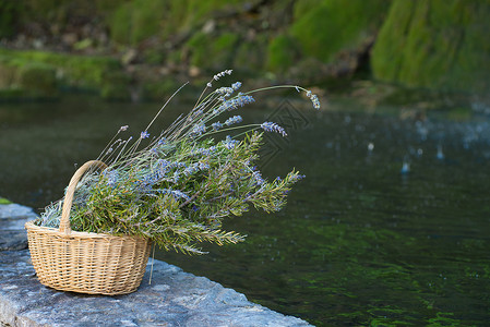 蓝菜篮子草药水平香味芳香花朵静物背景图片