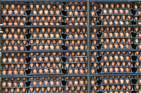 集装箱中的卵蛋生活方式健康饮食食物饮食塑料店铺容器背景图片