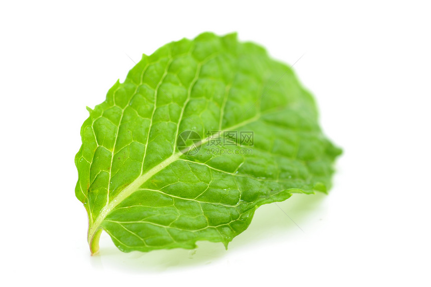 薄叶医疗薄荷保健植物草本植物香料叶子绿色健康饮食医学图片