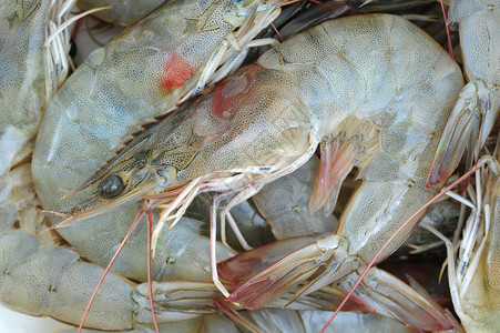 虾 虾海鲜生食市场食物背景图片