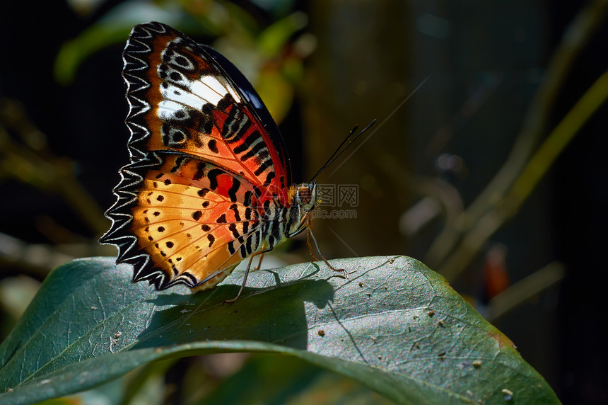 莱瑟温塞索西内动物脆弱性动物群野生动物环境生活宏观蝴蝶图片