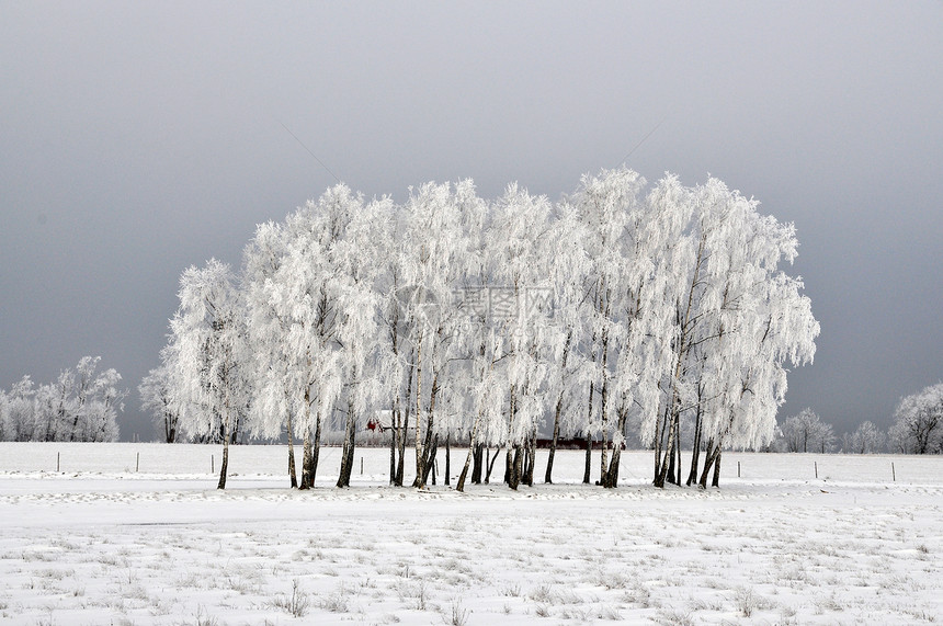 冬季的伯赫树桦木季节公园孤独雪景木头谷仓国家风景森林图片