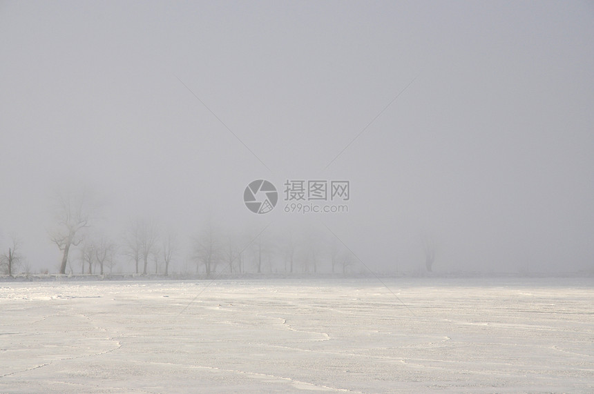 雾中的树木愁云美丽土地孤独地平线牧场阴霾悲伤森林天气图片