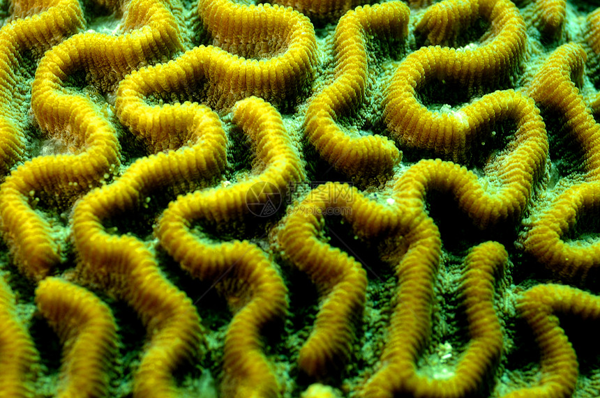 脑珊瑚热带潜水海洋珊瑚野生动物海景生物图片