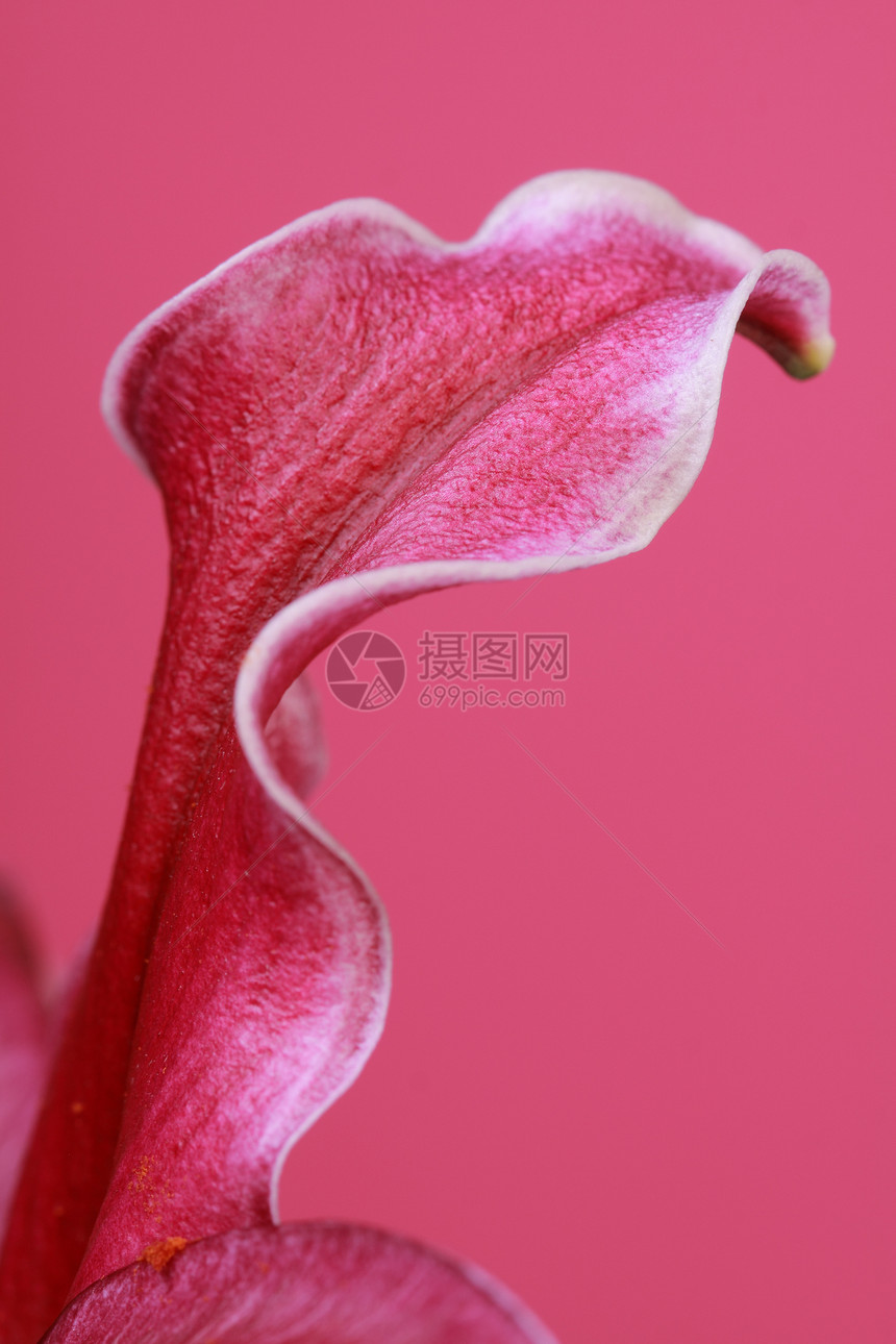 粉红花花季节性粉色红色百合美丽图片