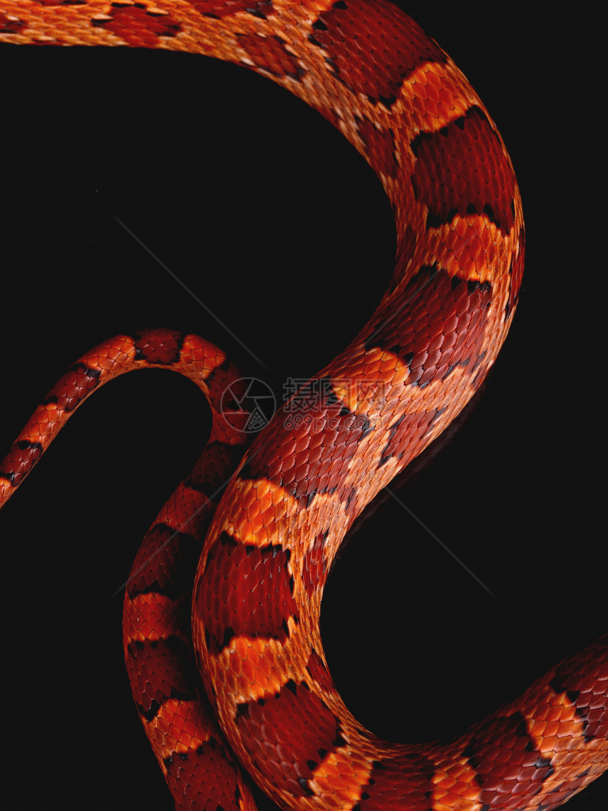 蛇皮生物学情调爬行动物皮肤爬虫动物群手提包纺织品皮革宏观图片