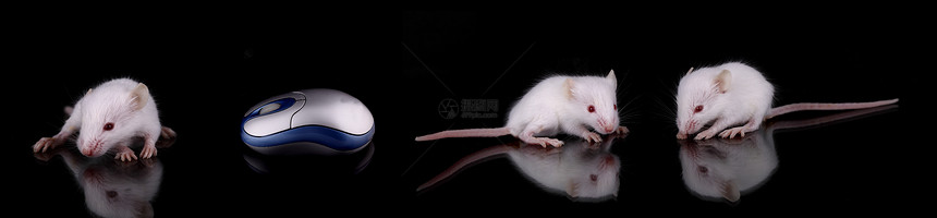 鼠标鼻子老鼠害虫寄生耳朵宠物头发寄生虫图片