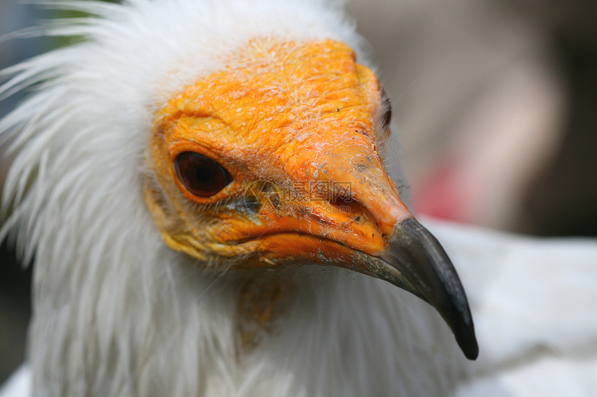 白秃鹰动物生态侵略自由危险飞行动物园荒野翅膀气氛图片