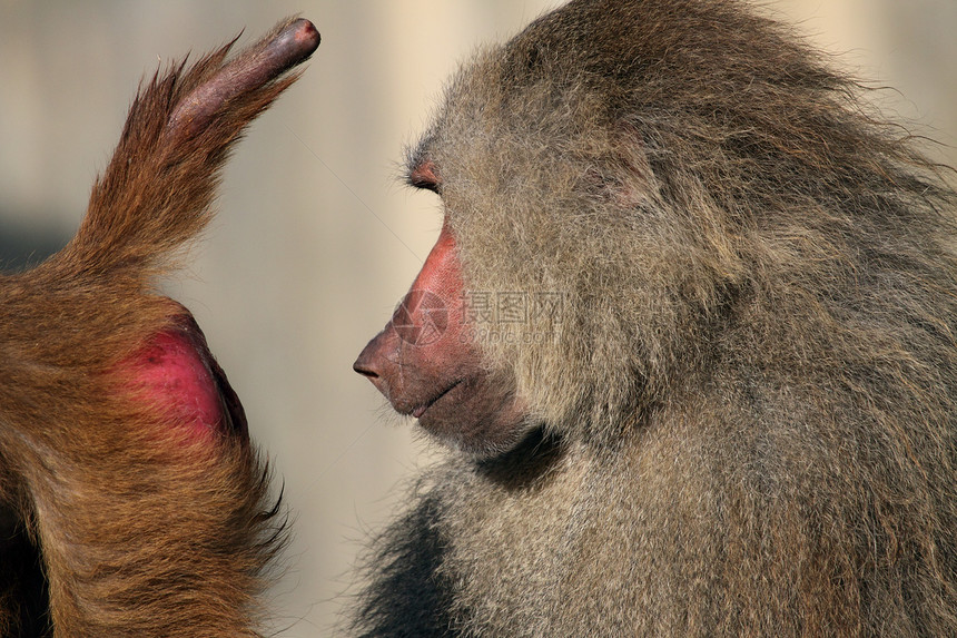 猴子猴类检查动物群动物园荒野野生动物灵长类动物屁股哺乳动物身体图片