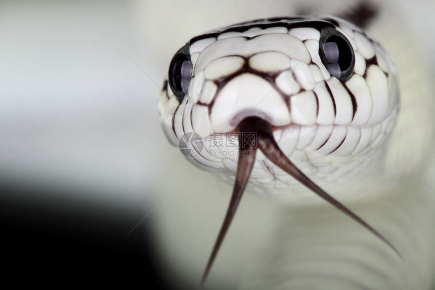 蛇野生动物爬虫危险动物图片