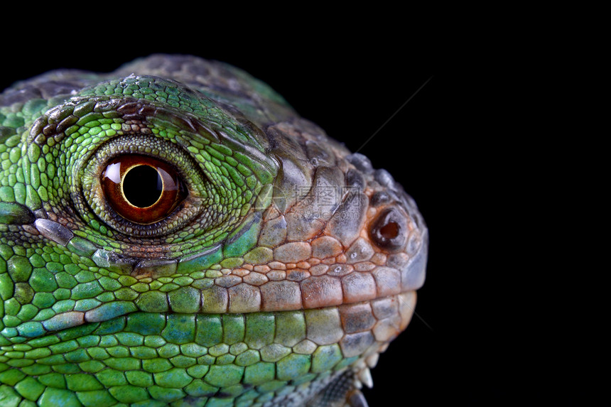 绿蜥蜴身体鬣蜥爬虫动物气候壁虎宠物脊椎动物条纹宏观图片