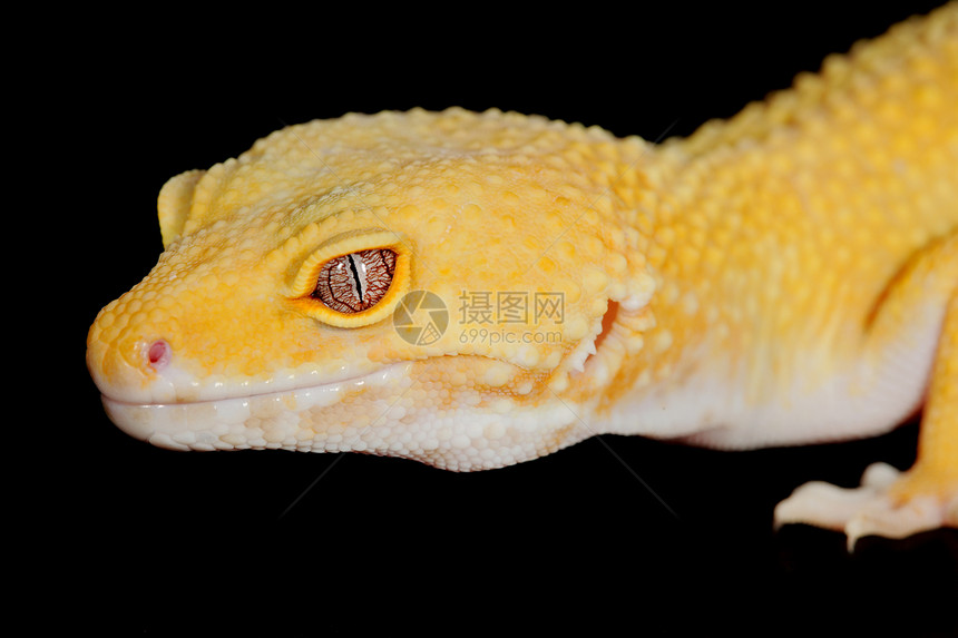 豹式Gecko生物学动物学宏观成人生态科学动物园眼睛爬虫学荒野图片