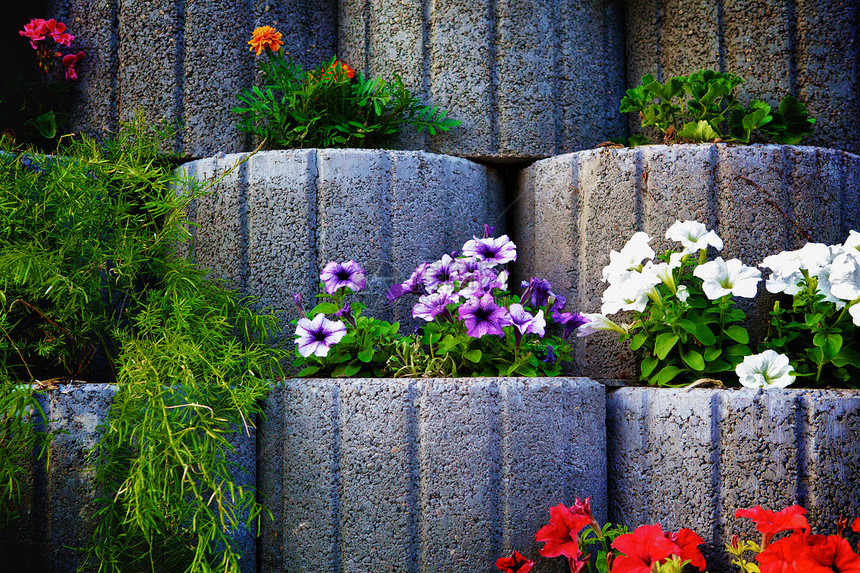 石花墙照片花瓣团体牵牛花蓝色石头紫色植物花坛树叶图片