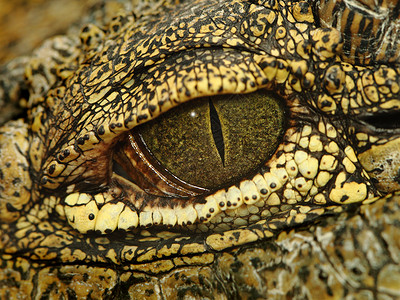 鳄鱼眼危险捕食者野生动物皮肤动物蛇皮厚皮黑色高清图片