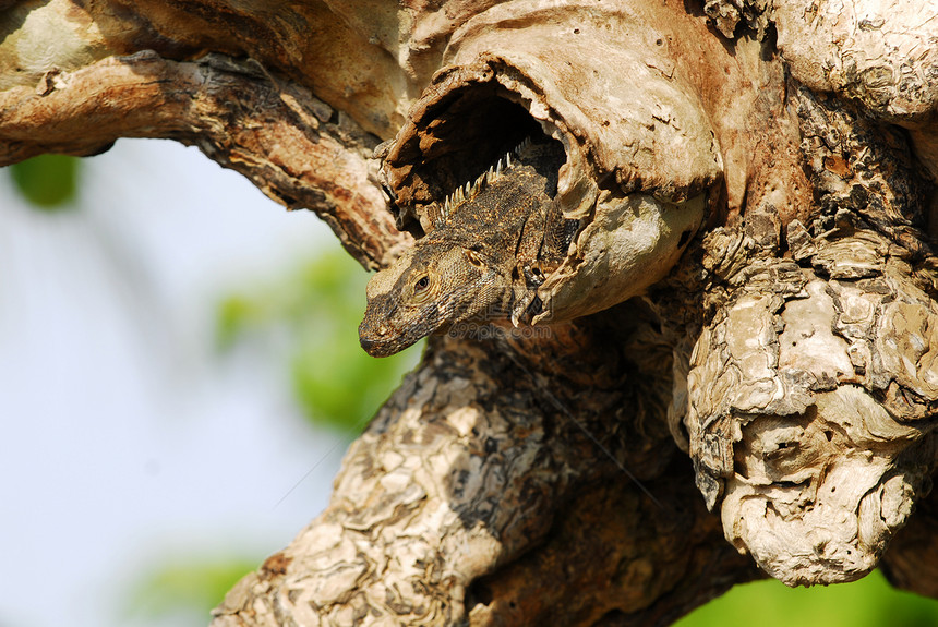 树上的伊瓜纳爬行动物鬣蜥爬虫自然栖息地野生动物动物图片