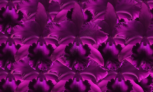 美丽的紫色兰花花背景背景图片