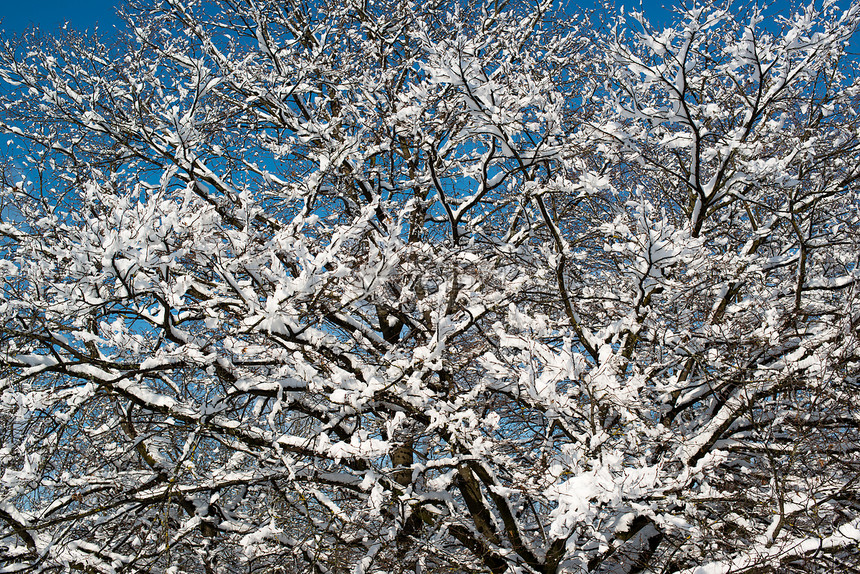 覆盖着积雪的树木季节场景落叶天空公园乔木木头水晶森林天气图片