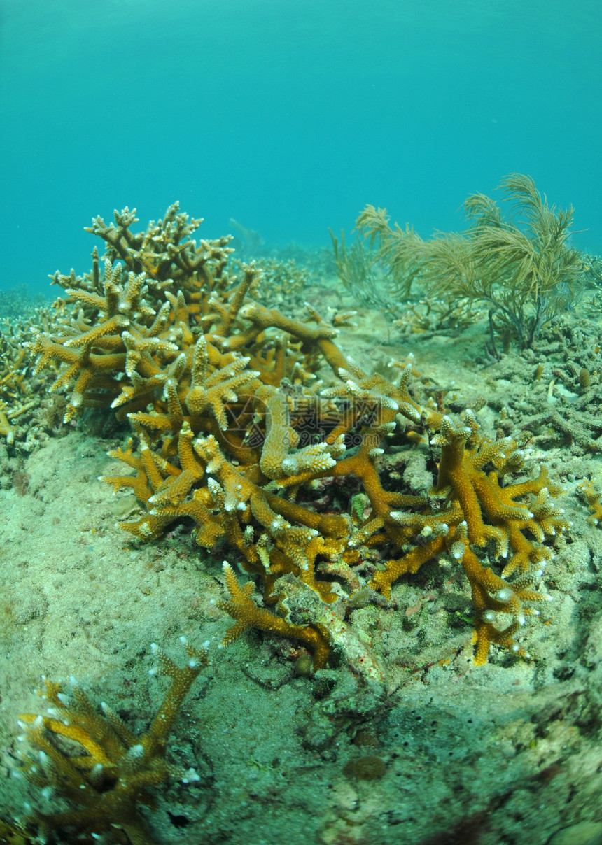 珊瑚礁大洋石珊瑚海洋生物海上生活珊瑚热带海洋礁石海景图片