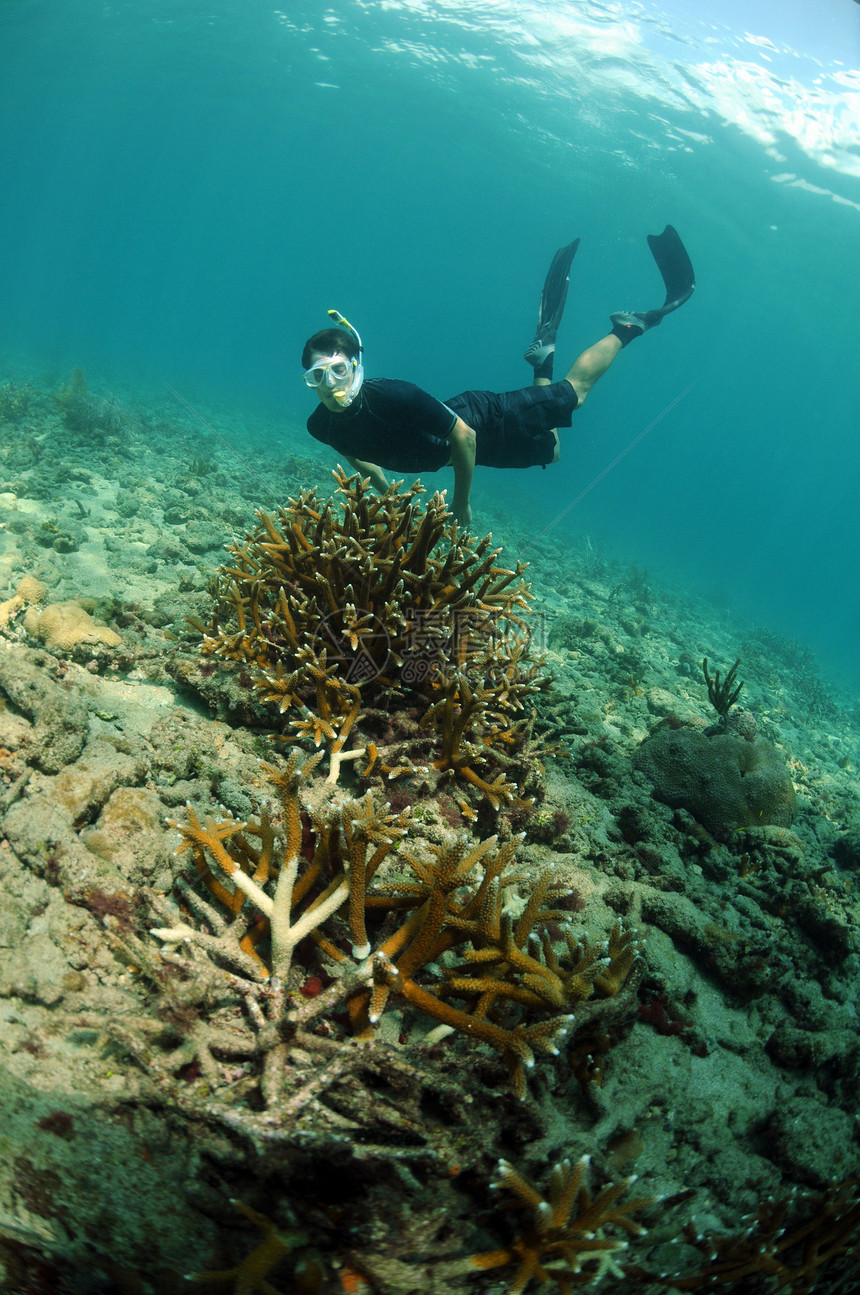 青年男子潜伏年轻人热带呼吸管珊瑚海景风镜运动脚蹼守卫海洋图片