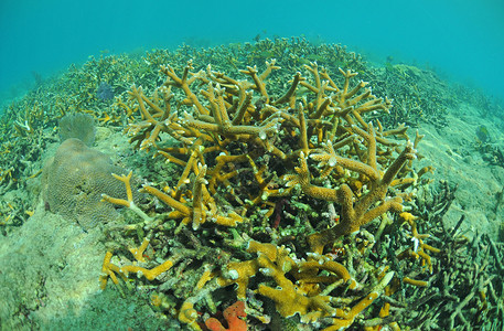 瑚水下大洋礁石高清图片