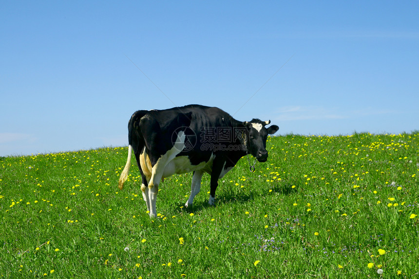 奶牛景观哺乳动物村庄阳光牧场丘陵晴天草原挤奶牛奶农村图片