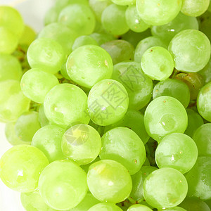 孤立葡萄绿色白色栽培葡萄生长生产杂货店收成水果藤蔓背景图片