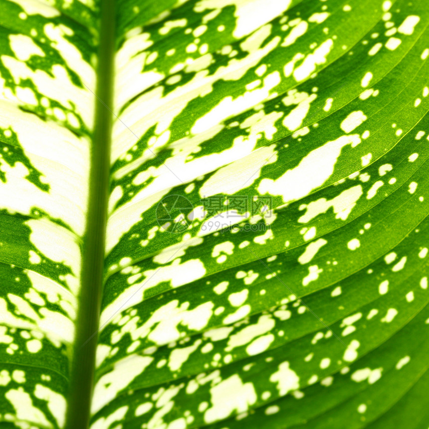 绿叶植物学花园静脉阳光网格森林绿色宏观阴影桦木图片