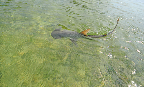 海水中的邦奈海头鲨鱼高清图片