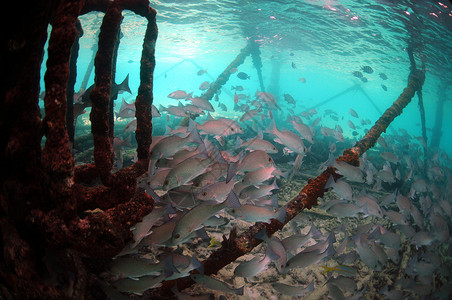 水下红树林松鼠鱼高清图片