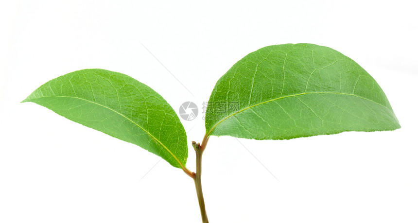 劳蕾叶叶白色植物药品草本植物标本馆食物活力草本宏观植物学图片