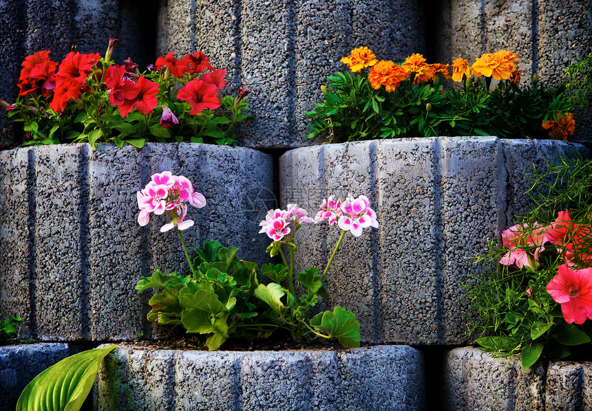 石花墙照片植物万寿菊花坛花瓣橙子树叶生长石头团体图片