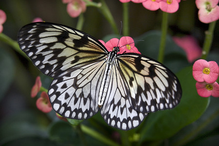 粉花上的Kite蝴蝶 或纸背景图片