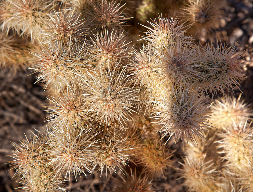 约书亚树国家公园宏观公园国家生长沙漠植物群人掌牙签植物学植物图片