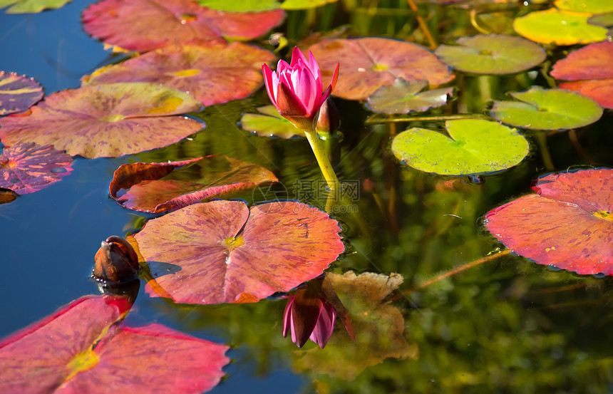 圣胡安花园粉红水莉莉反光团图片