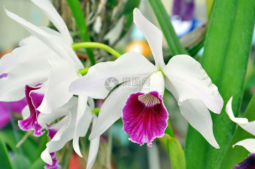 白兰和紫兰花花束植物学美丽热带植物花园花瓣叶子植物群礼物图片
