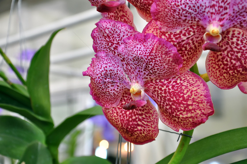 紫兰花美丽花园礼物兰花花束热带植物学花瓣植物群植物图片