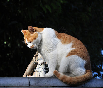 鬼猫屋京都屋顶上的猫背景