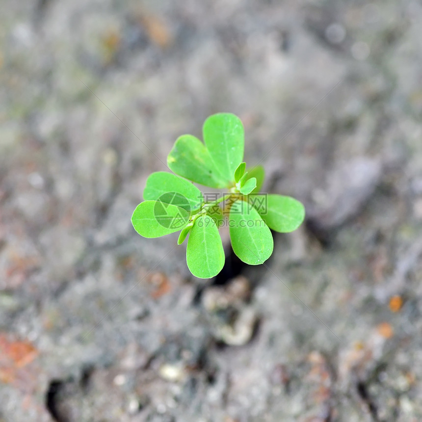 年轻树生态生长土壤环境绿色生活植物岩石植物学地面图片