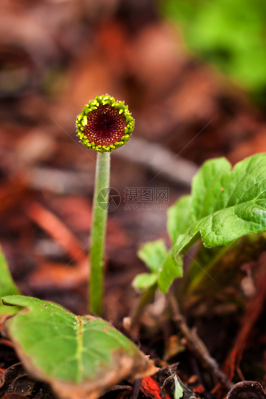 格柏花雏菊格柏植物学橙子生长植物花园叶子植物群季节图片