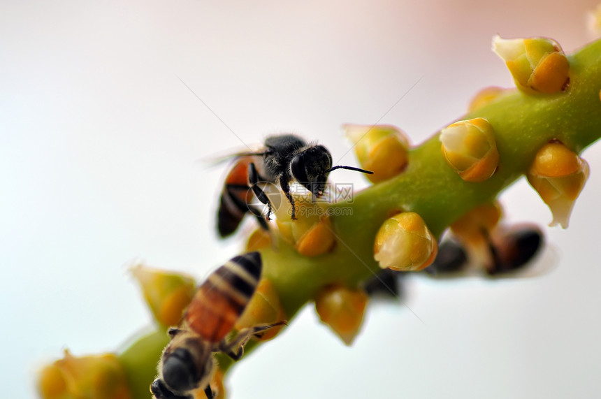 蜜蜂昆虫天空蜂蜜国家花蜜草地翅膀漏洞场地花粉图片