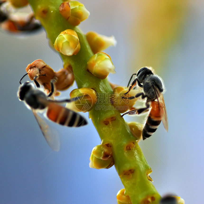 蜜蜂国家场地翅膀花蜜花粉花瓣宏观季节昆虫花园图片