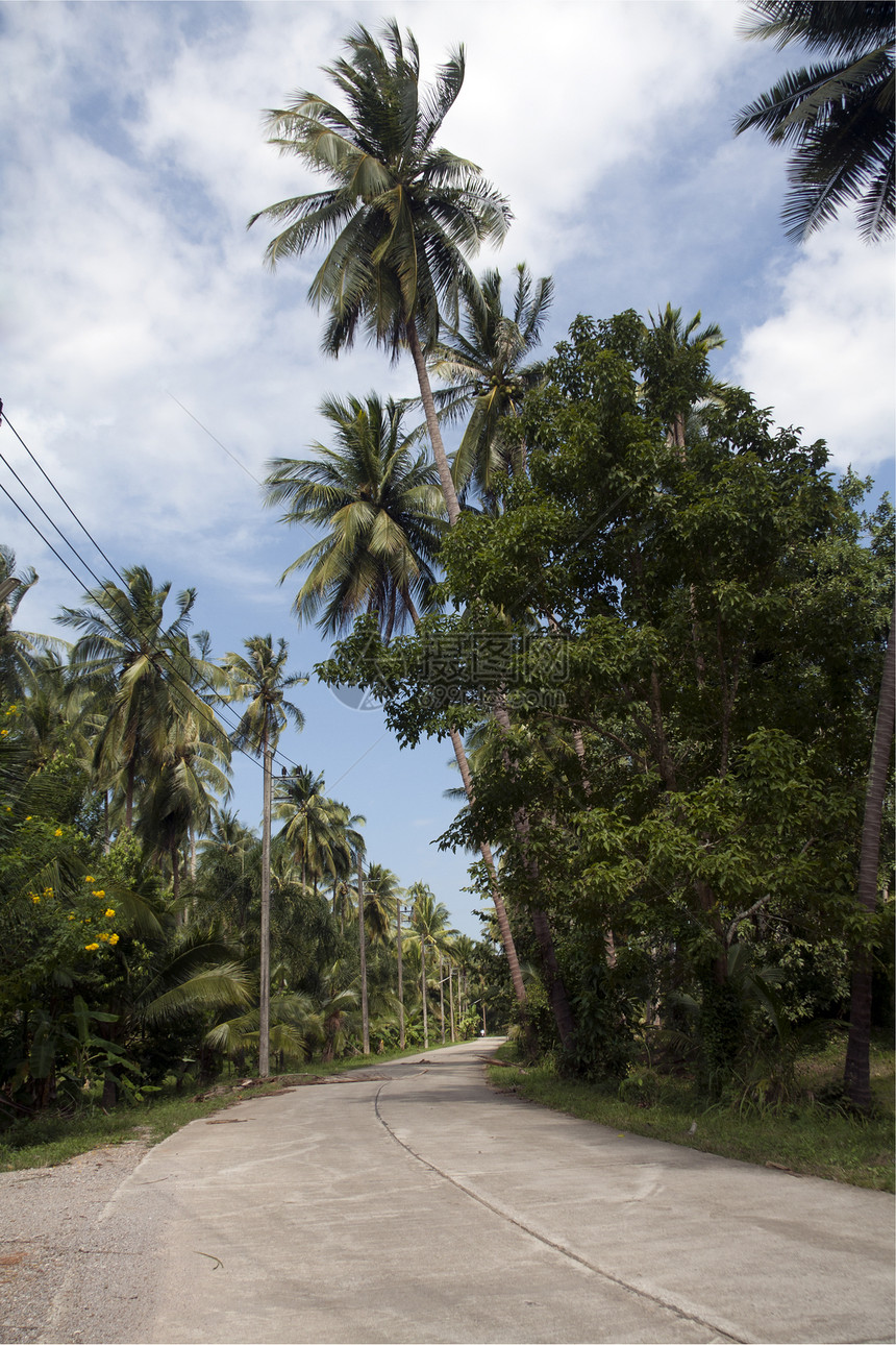 通过椰子种植园的公路 泰国塔普Sakae图片